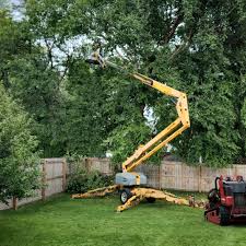 Best Leaf Removal  in Lake Elsinore, CA