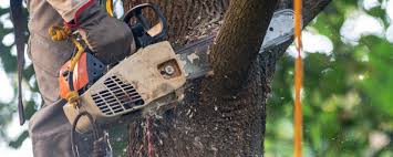 Best Tree and Shrub Care  in Lake Elsinore, CA