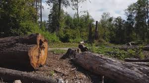 Best Utility Line Clearance  in Lake Elsinore, CA