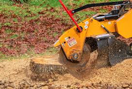 Best Root Management and Removal  in Lake Elsinore, CA