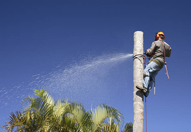 Best Tree Trimming and Pruning  in Lake Elsinore, CA
