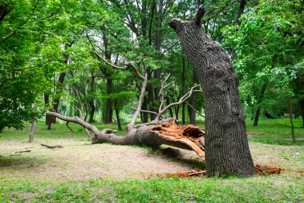 Trusted Lake Elsinore, CA Tree Care Experts