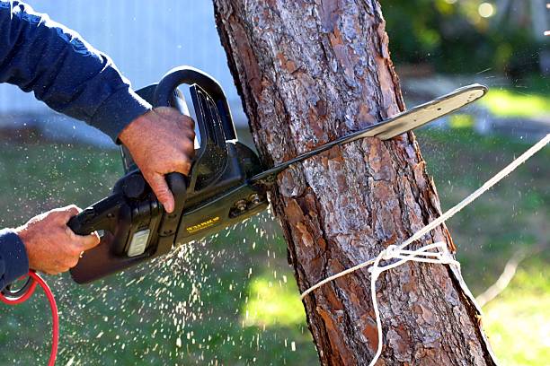 Best Hedge Trimming  in Lake Elsinore, CA