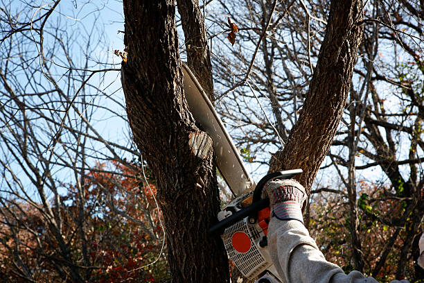 Lawn Pest Prevention in Lake Elsinore, CA