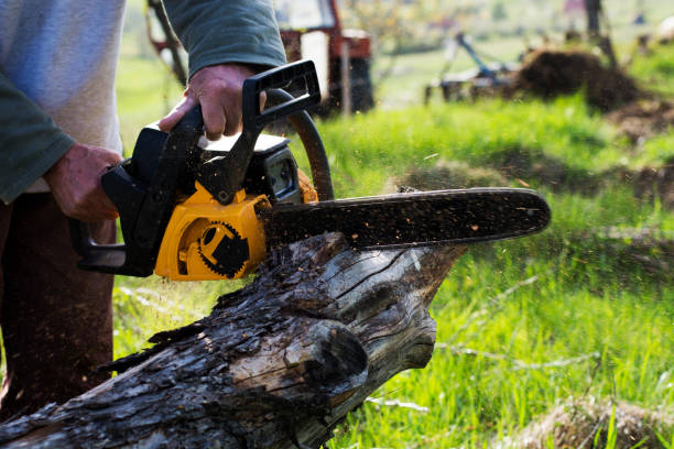 Lawn Maintenance Plans in Lake Elsinore, CA