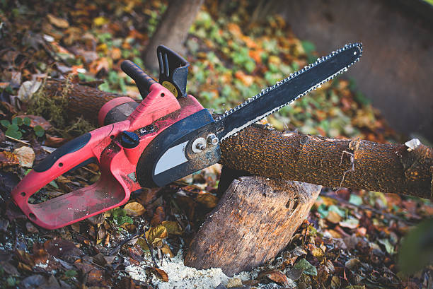 Best Commercial Tree Services  in Lake Elsinore, CA