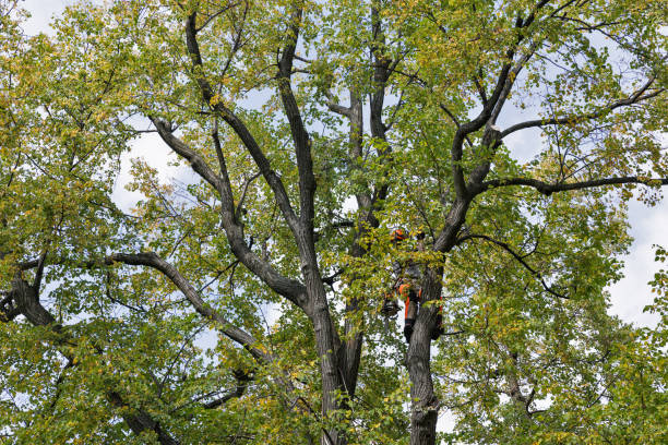 How Our Tree Care Process Works  in  Lake Elsinore, CA